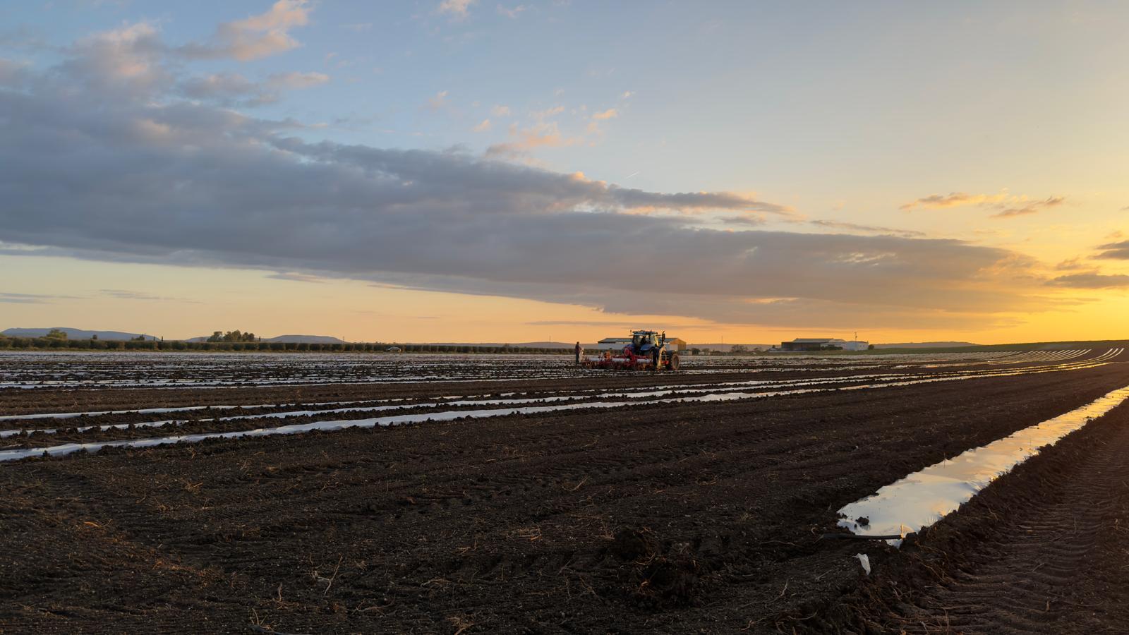 Nos champs de fruits
